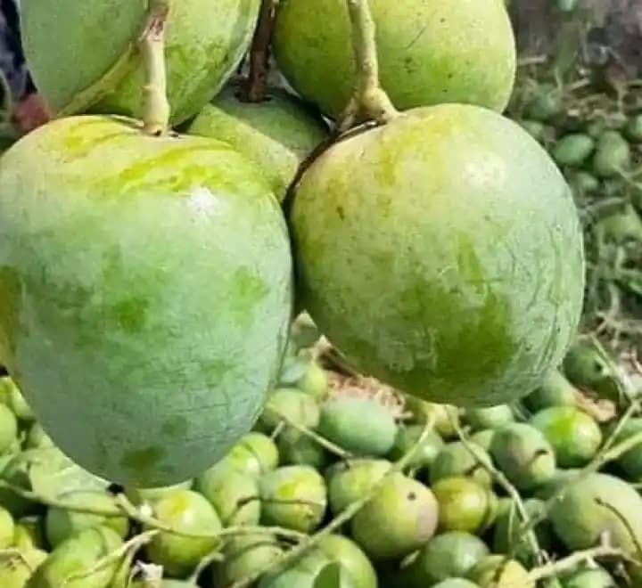 Gopalbhog Mango Premium thumbnail 1