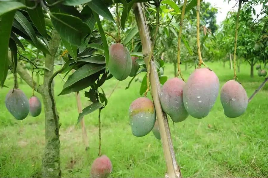 Organic Surjapuri Mango thumbnail 1