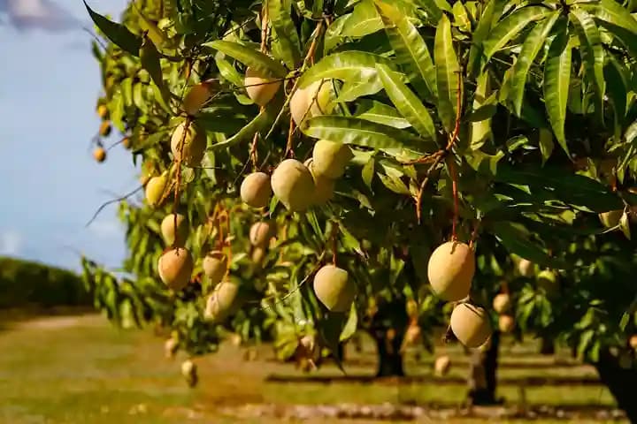 Gopalbhog Mango