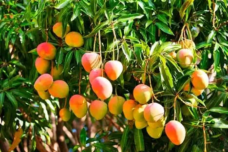 Organic Mohanbhog Mango