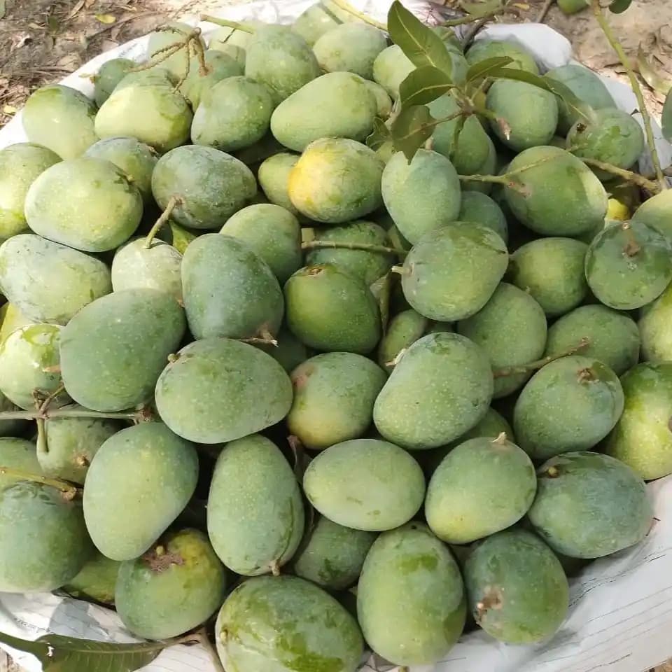 Khirshapat Mango Delight thumbnail 1