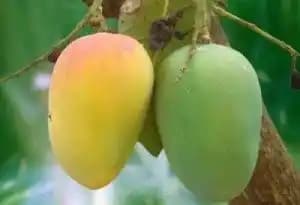 Organic Surjapuri Mango