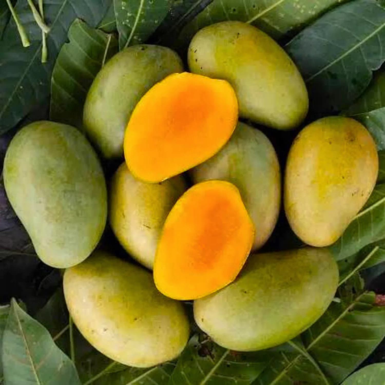 Organic Amrapali Mango thumbnail 2