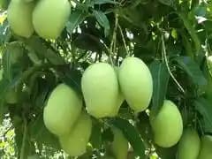 Organic Surjapuri Mango thumbnail 2