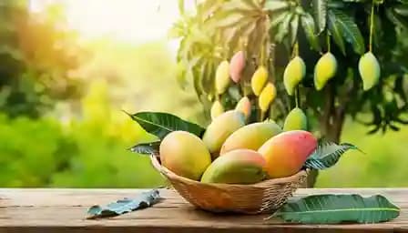 organic mango