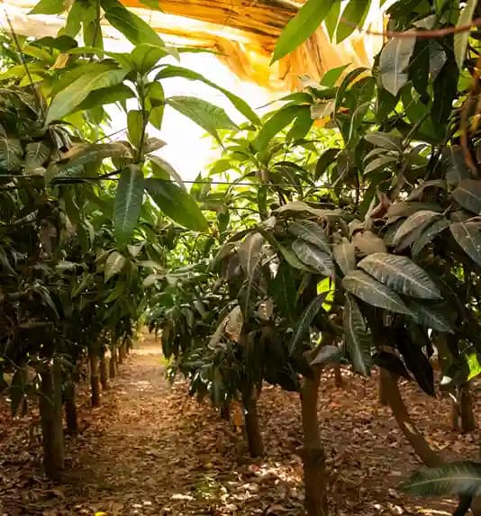 Chapai Mango Bazar Journey