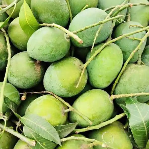 Organic Himsagar Mango thumbnail 1