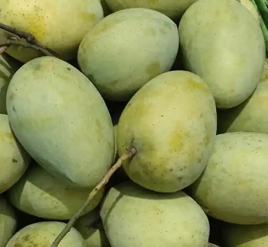 Fresh Fazli Mango thumbnail 1