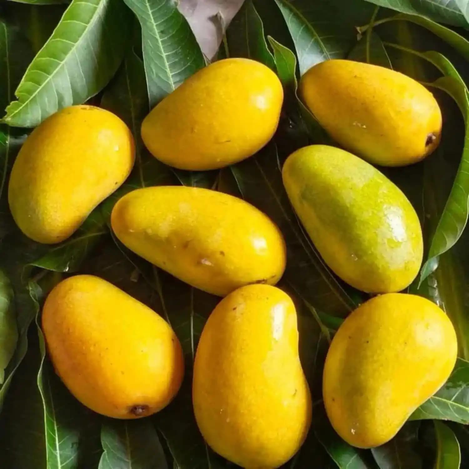 Organic Amrapali Mango