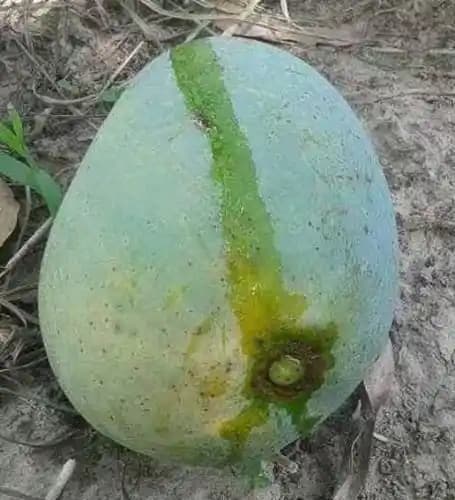 Gopalbhog Mango Premium thumbnail 2