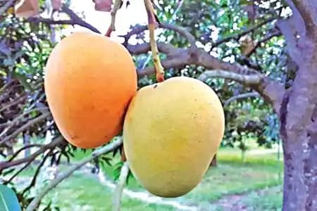 Organic Mohanbhog Mango thumbnail 1