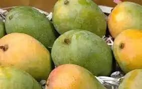 Organic Mohanbhog Mango thumbnail 2
