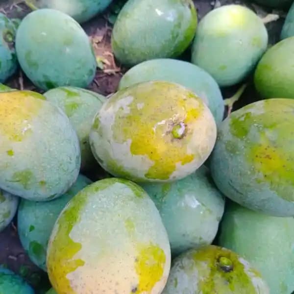Organic Himsagar Mango