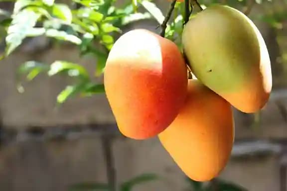 Fazli Mango