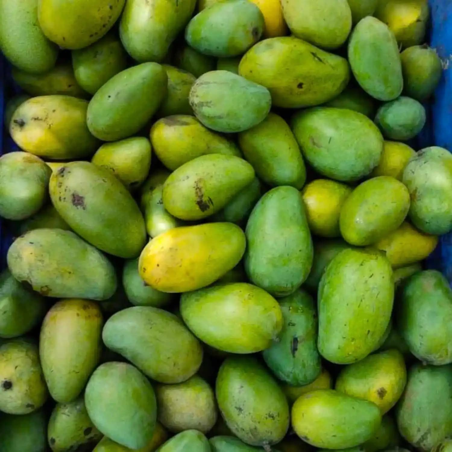 Organic Amrapali Mango thumbnail 1