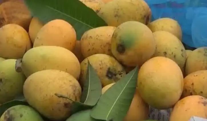 Khirshapat Mango Delight