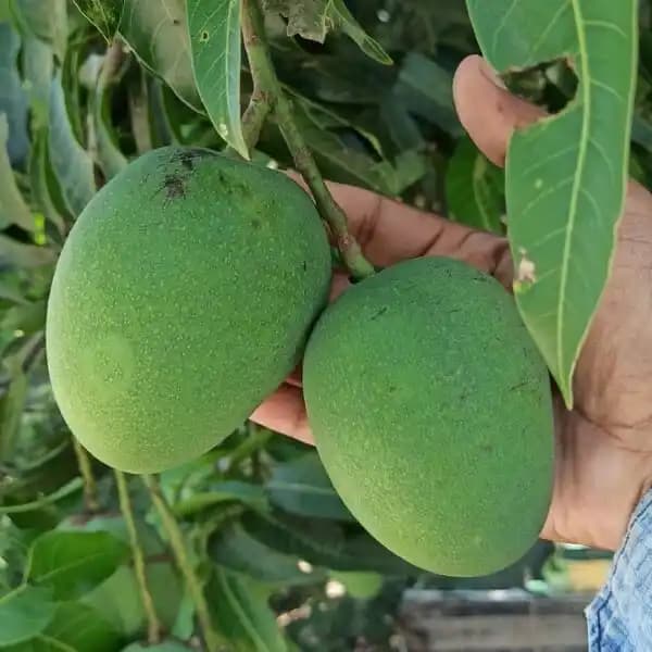 Organic Himsagar Mango thumbnail 2