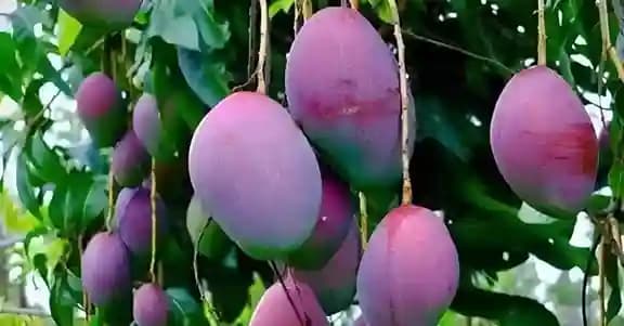 Gauromoti Mango