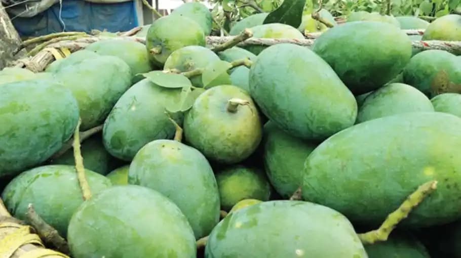 Fresh Fazli Mango
